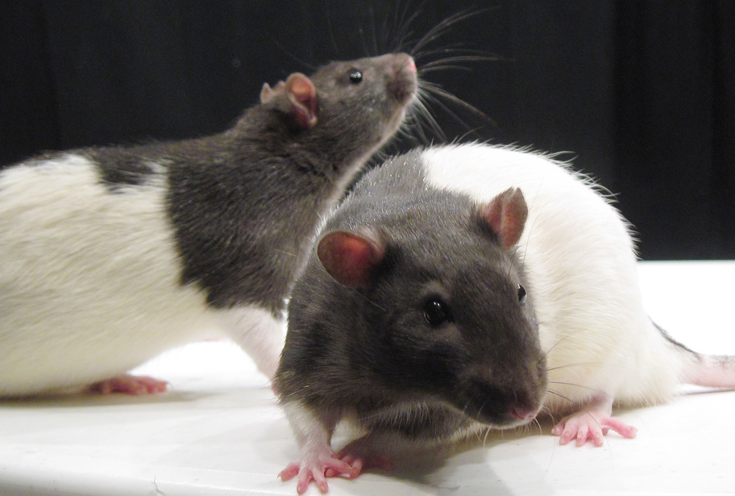 The Importance of Animal Testing in Biomedical Research