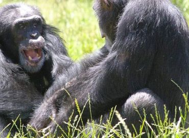 NIH to Retire Alamogordo Chimpanzees in Place