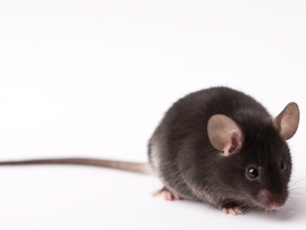 Learn about the Importance of Using Mice in Research to Solve Addiction with The Jackson Laboratory