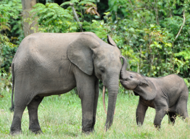 Legal Personhood Case Fails in Connecticut