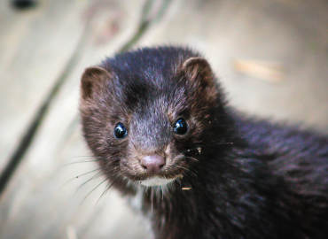 USDA has confirmed SARS-CoV-2 in Mink within the US