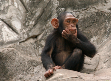 Future Vaccine Development Relies on Primates in Short Supply