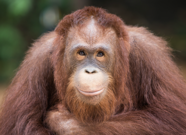 The Implications of NHP Shortages for US Biomedical Research