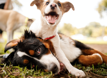 Dog Research at the VA Ruled Humane