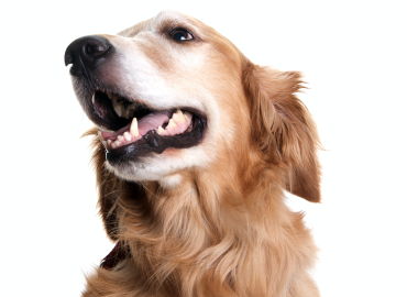 USDA Confirmed COVID-19 in Dog