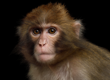 Neuralink Monkey Plays MindPong Telepathically