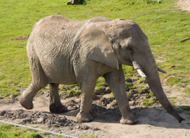 Associated Press on NhRP Litigation on Behalf of Animals in New York